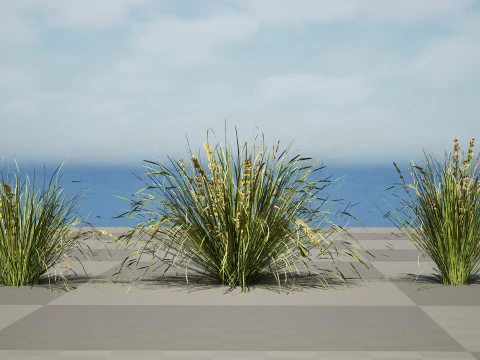 Australian Lomandra longifolia Pack 3D Model