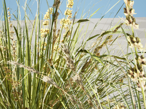 Australian Lomandra longifolia Pack 3D Model
