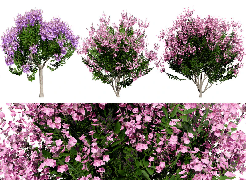 Indien Lagerstroemia Speciosa Baum Kleine Art 3D Modell .c4d .max .obj .3ds .fbx .stl .blend 
