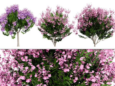 India Lagerstroemia Speciosa Tree Small Species 3D Модель