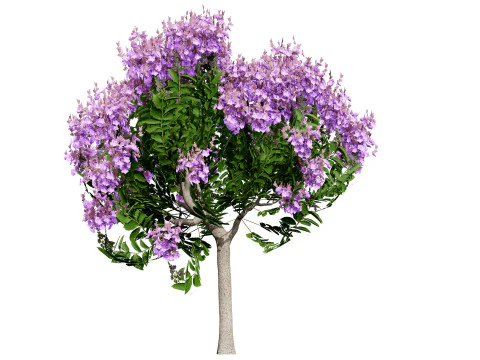 Indien Lagerstroemia Speciosa Baum Kleine Art 3D Modell