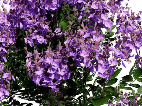 Indien Lagerstroemia Speciosa Baum Kleine Art 3D Modell