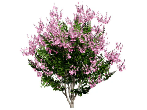 Indien Lagerstroemia Speciosa Baum Kleine Art 3D Modell