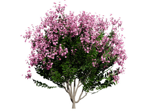 India Lagerstroemia Speciosa Tree Small Species Modelo 3D