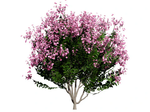 Indien Lagerstroemia Speciosa Baum Kleine Art 3D Modell