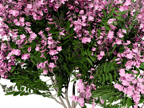 Indien Lagerstroemia Speciosa Baum Kleine Art 3D Modell