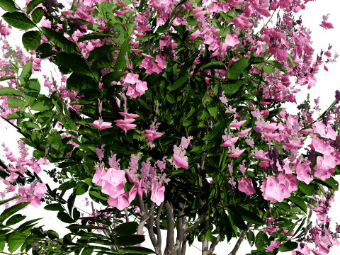 India Lagerstroemia Speciosa Tree Small Species Modelo 3D