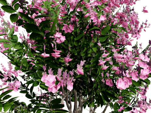Indien Lagerstroemia Speciosa Baum Kleine Art 3D Modell