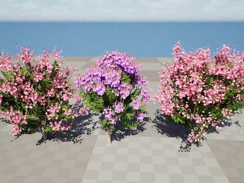 India Lagerstroemia Speciosa Tree Small Species Modelo 3D