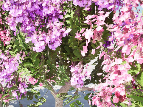 Indien Lagerstroemia Speciosa Baum Kleine Art 3D Modell