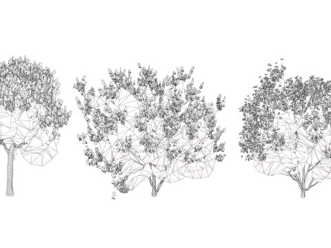 India Lagerstroemia Speciosa Tree Small Species Modelo 3D