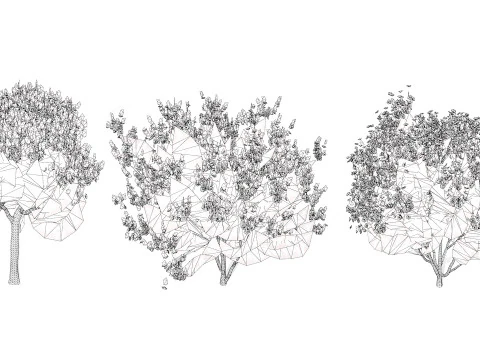 Indien Lagerstroemia Speciosa Baum Kleine Art 3D Modell