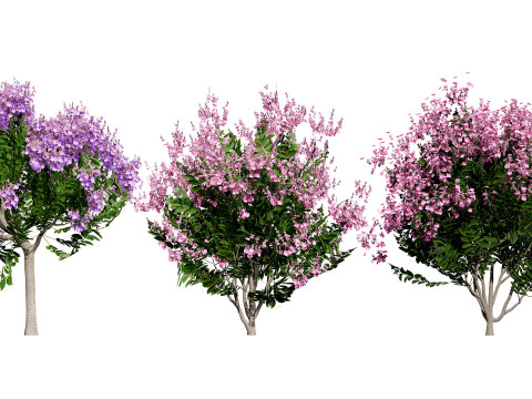 India Lagerstroemia Speciosa Tree Small Species Modelo 3D