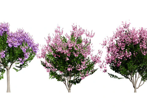 Indien Lagerstroemia Speciosa Baum Kleine Art 3D Modell
