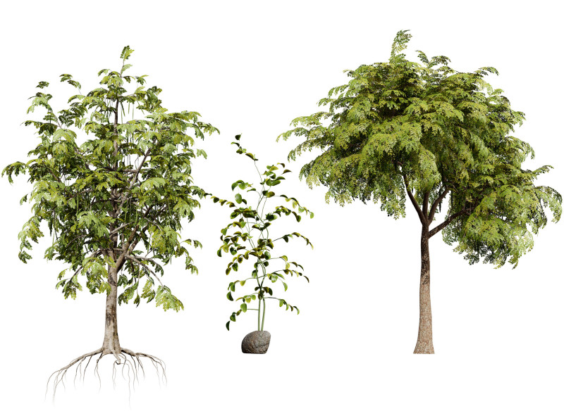 Moringa Oleifera Tree 3D Model .c4d .max .obj .3ds .fbx .stl .blend
