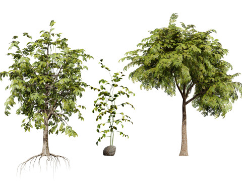 Moringa Oleifera Tree 3D Модель
