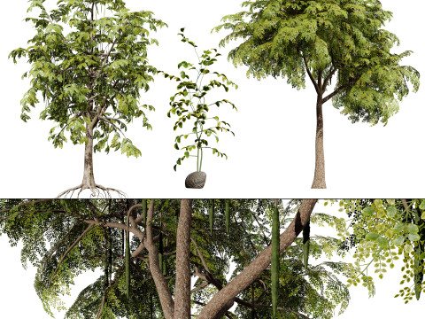 Moringa Oleifera Tree 3D Model