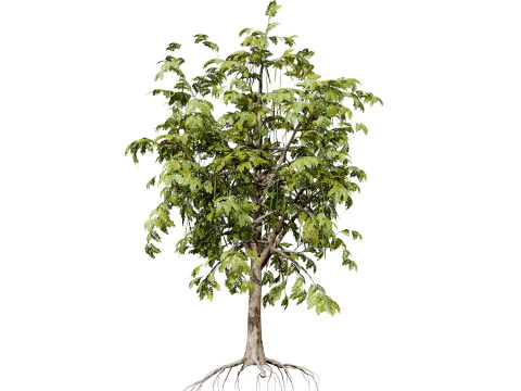 Albero di Moringa Oleifera Modello 3D