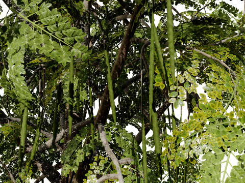 Albero di Moringa Oleifera Modello 3D