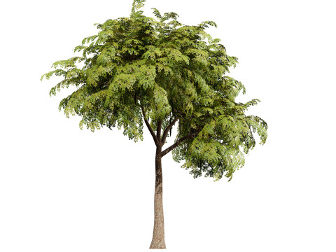 Moringa Oleifera Tree 3D Model