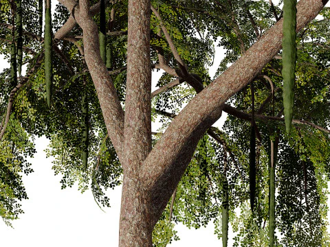 Albero di Moringa Oleifera Modello 3D