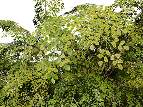 Moringa Oleifera Tree 3D Model