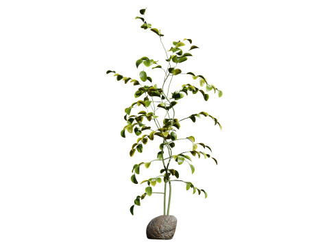 Moringa Oleifera Tree 3D Model