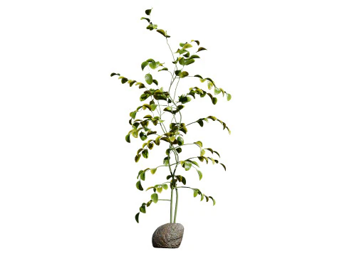Albero di Moringa Oleifera Modello 3D