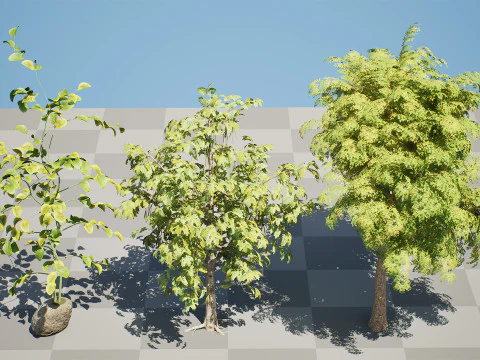 Albero di Moringa Oleifera Modello 3D