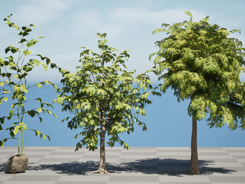 Moringa Oleifera Tree 3D Model