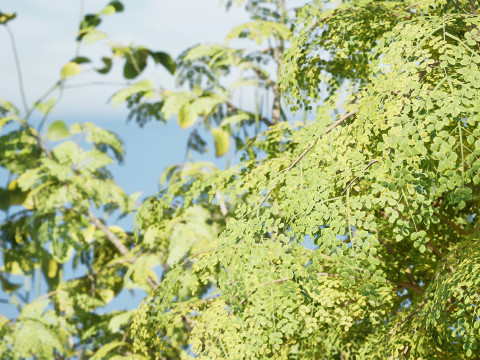 Moringa Oleifera Tree 3D Model