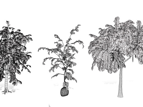 Moringa Oleifera Tree 3D Model