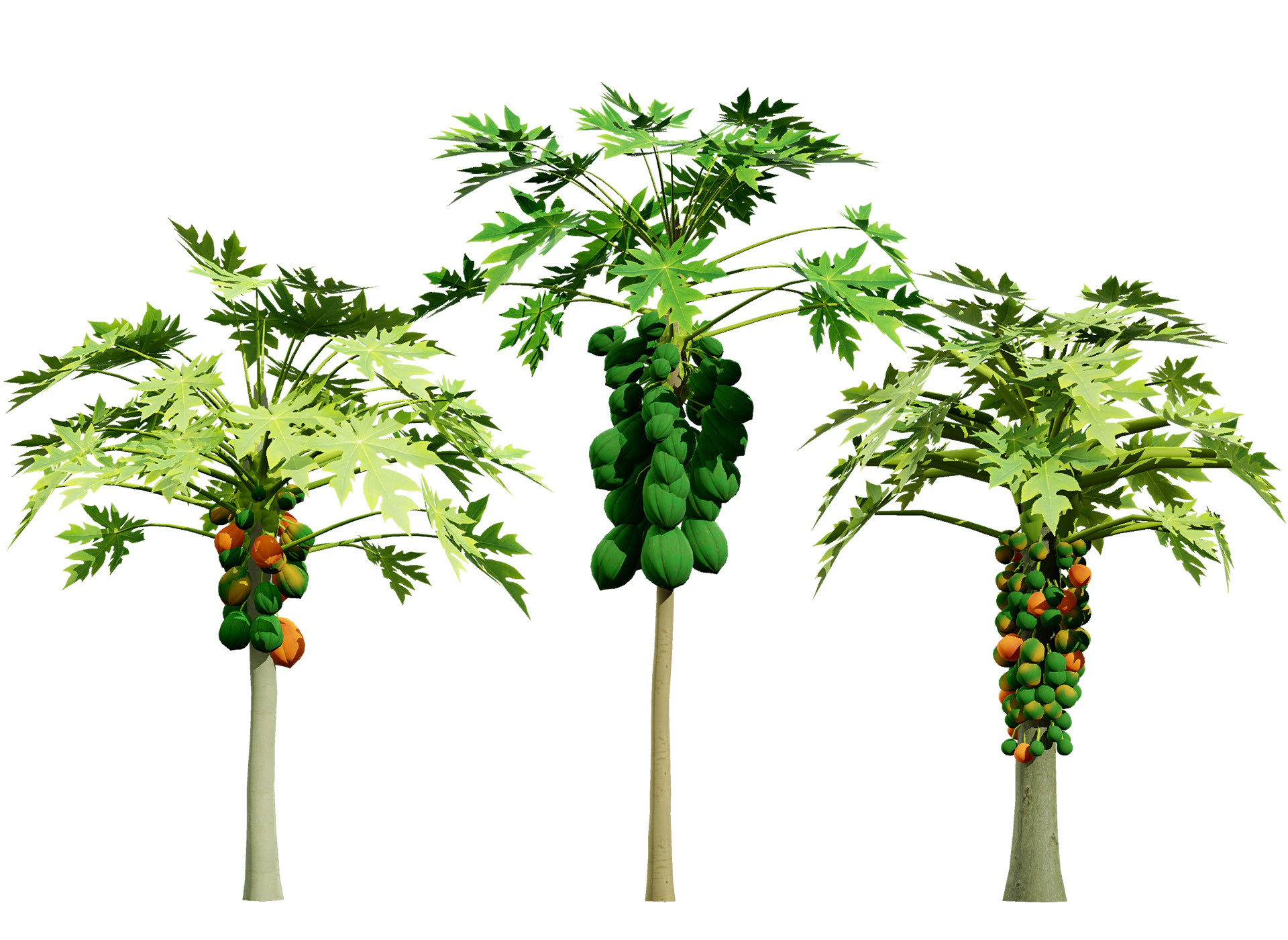 Papaya Tree 3D Model .c4d .max .obj .3ds .fbx .stl .blend 