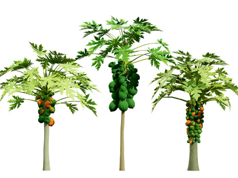 Papaya Tree 3D Модель