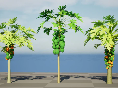 Papaya Tree 3D Model