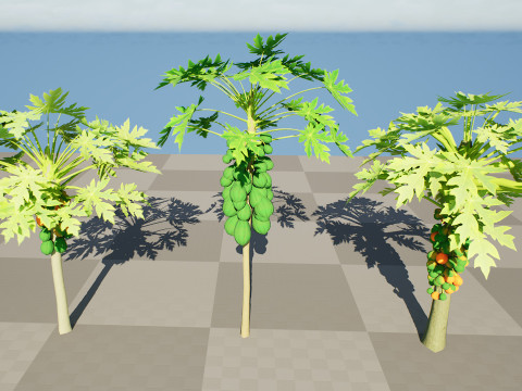 Papaya Tree Modello 3D