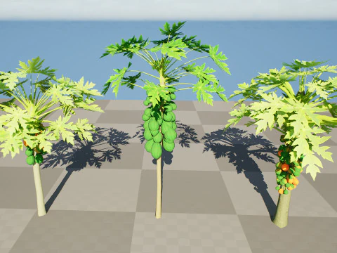 Papaya Tree 3D Model