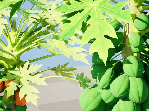 Papaya Tree 3D Model
