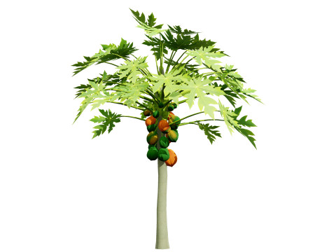 Papaya Tree Modello 3D