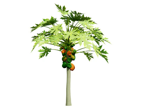 Papaya Tree 3D Model