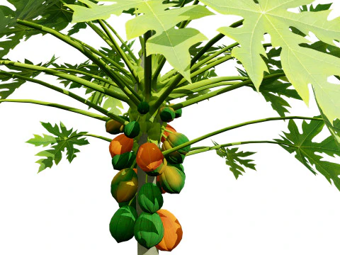 Papaya Tree 3D Model