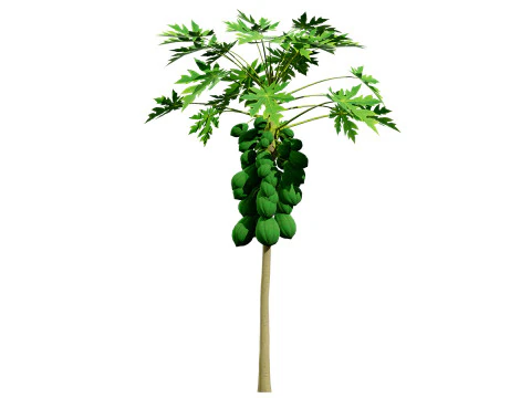 Papaya Tree 3D Model
