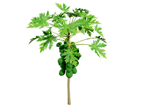 Papaya Tree Modello 3D