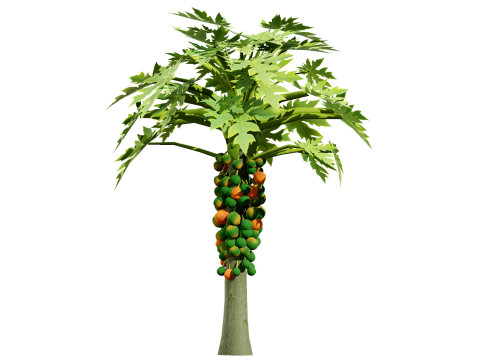 Papaya Tree Modello 3D