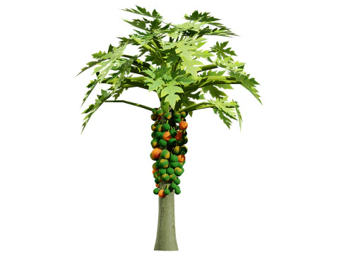 Papaya Tree 3D Model