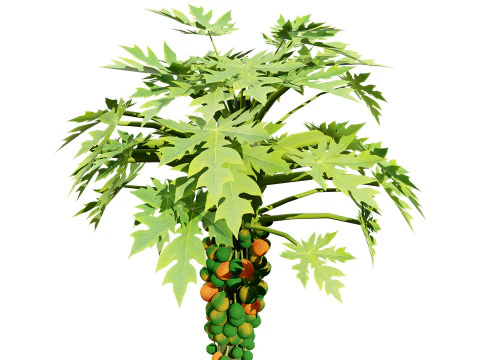 Papaya Tree 3D Model