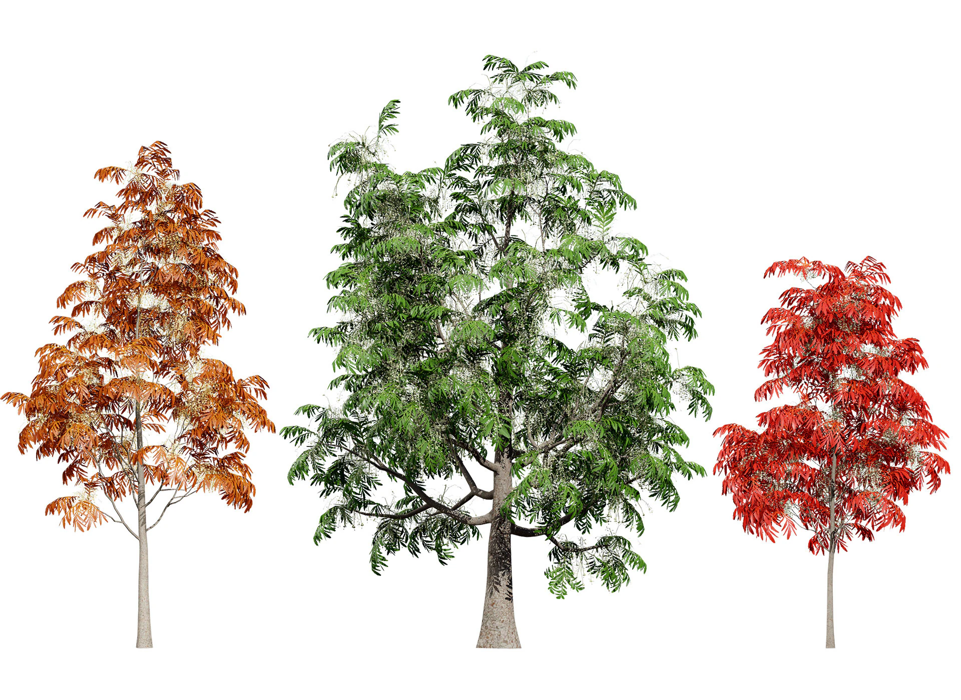 Sourwood or Sorrel Tree Small species 3D Model .c4d .max .obj .3ds .fbx .stl .blend 