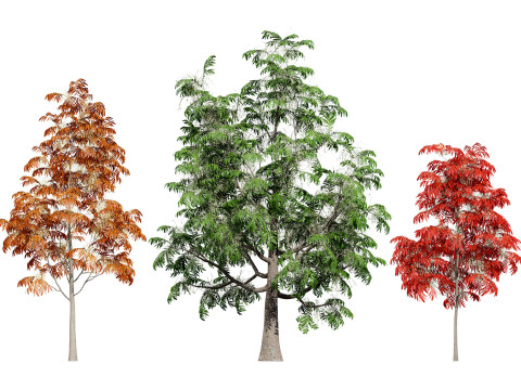 Sourwood or Sorrel Tree Small species 3D Модель
