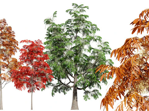 Sourwood or Sorrel Tree Small species 3D Model