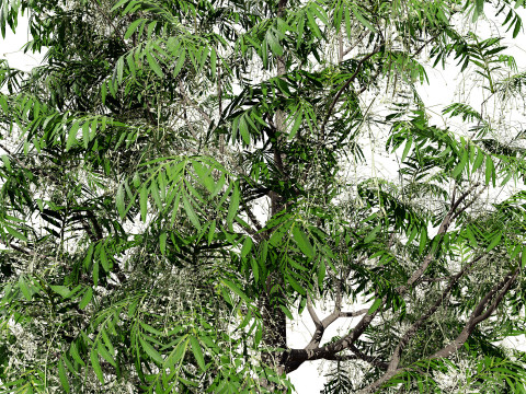 Sourwood or Sorrel Tree Small species Modèle 3D